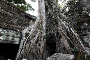 古树根缠绕古老石建筑