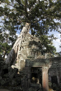 古老大树与神秘石建筑遗迹