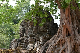 古树盘绕古老石建筑