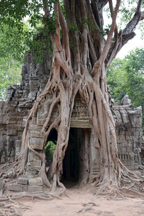 古树下的神秘古老石门