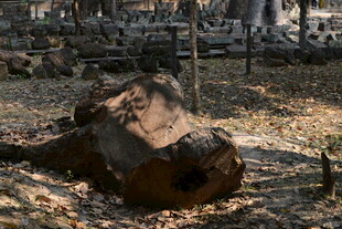 野外倒地的大象尸体