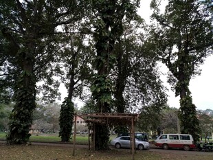 林间停车处 繁茂树木环绕