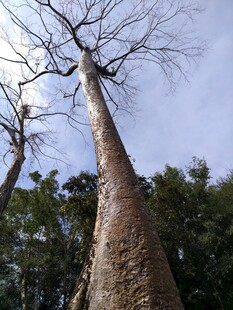 高耸入云的粗壮树干