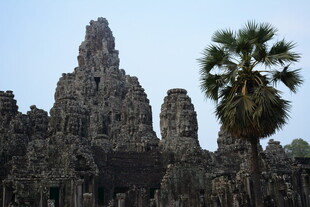 吴哥窟前的高大棕榈树