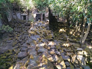 荒废石径 隐于草木之间