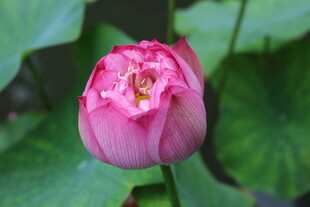 娇艳欲滴的粉色荷花