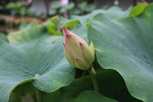 含苞待放的荷花