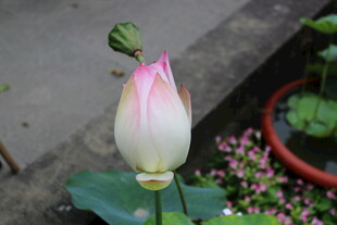 含苞待放的粉嫩荷花