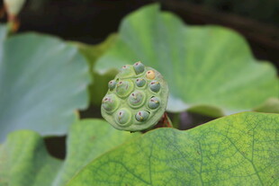 含苞待放的莲蓬