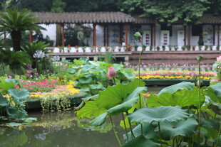 中式园林荷塘美景