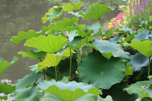 夏日荷塘中的翠绿荷叶