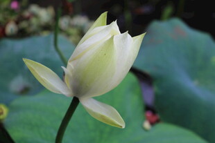 洁白绽放的优雅荷花