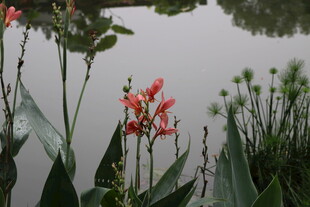 湖畔美人蕉与绿植景致