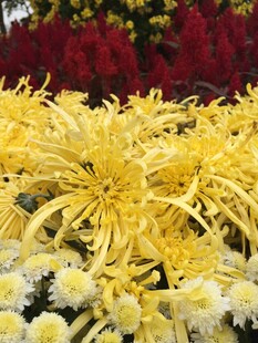 金黄菊花绽放美丽