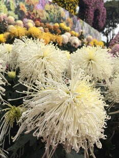 美丽绽放的白色菊花