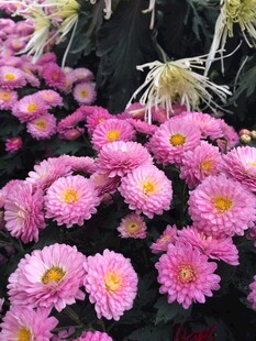 粉色雏菊绽放的美丽景象