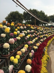 多彩菊花花海景观