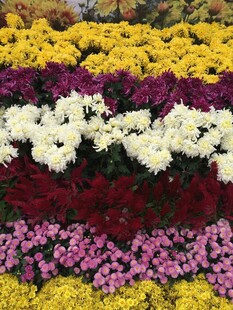 多彩花卉组成的绚丽花景