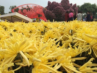 金黄菊花绽放的美丽景观