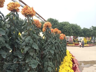 秋日菊花绽放景观