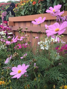 花园中的美丽波斯菊绽放