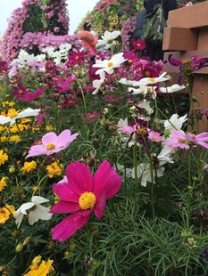 多彩花卉绽放花园