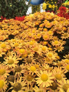 金黄菊花绽放美景