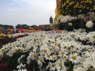 缤纷菊花绽放美丽景致