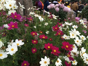 多彩花卉绽放的美丽景象