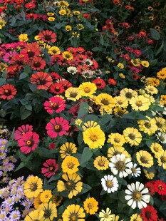 多彩鲜花绽放花园