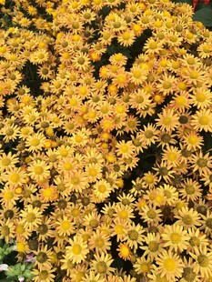 金黄灿烂的密集小花