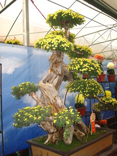 精美盆景造型独特