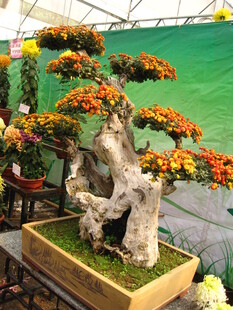 精美盆景艺术展示