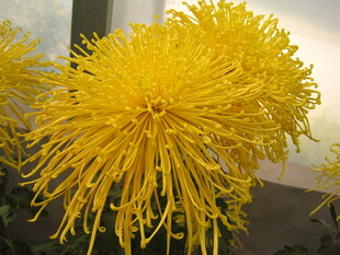 金黄绽放的美丽菊花