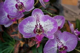 紫色蝴蝶兰绽放