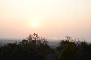 日落时分的树梢景象