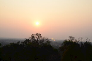 日落时分的树梢景象