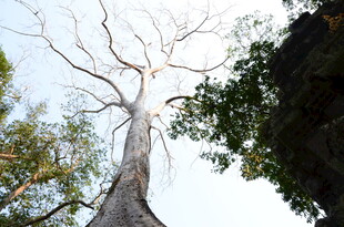 枯树立于葱郁林间