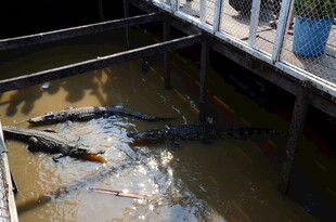 鳄鱼池中的鳄鱼