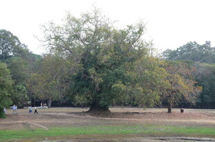 公园中的繁茂大树