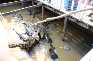 鳄鱼养殖池内的群鳄景象