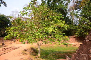 户外绿树与土坡景致