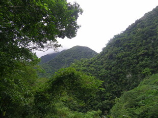 山林绿意盎然的自然景致