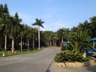 椰树成排的美丽道路