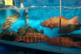 多彩观赏鱼于水族箱中游弋