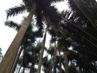 高耸入云的热带棕榈树林