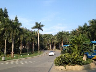 林荫大道上的车辆与绿植