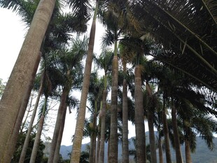 高大棕榈树林景观