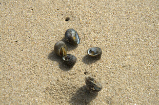 沙滩上的几颗黑色贝壳