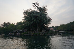 水边繁茂大树景观